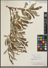 Foto von Salix scouleriana Barratt ex Hook.